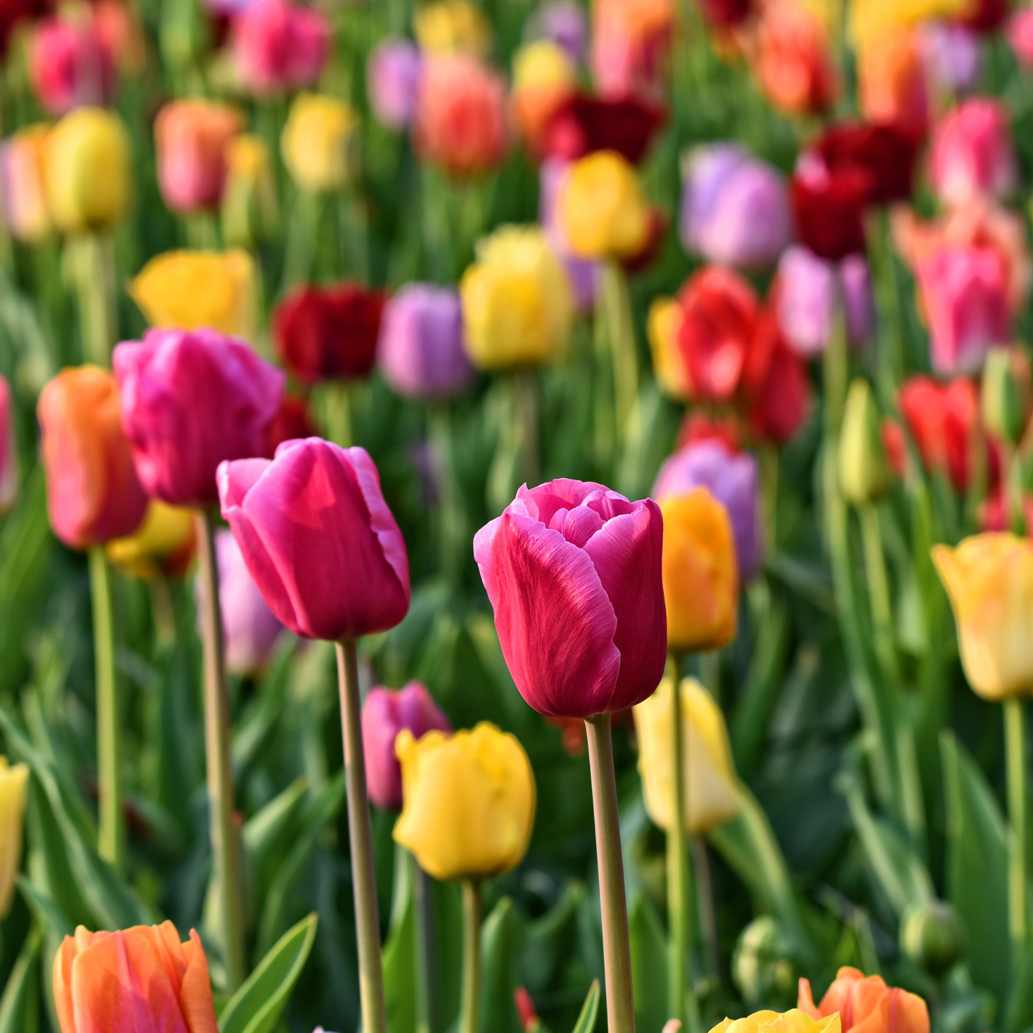 Tulips. Tulip bulbs planted in fall for Spring blooms. Fall bulb planting