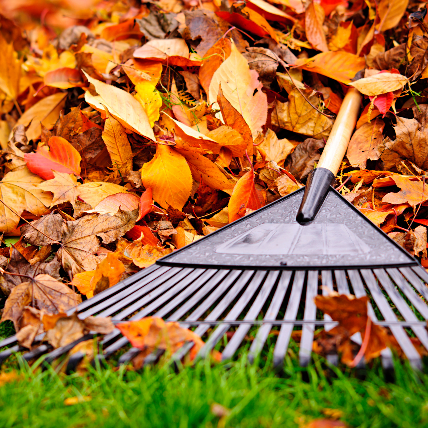 Fall lawn care, lawn care tips, leaf raking, aerating