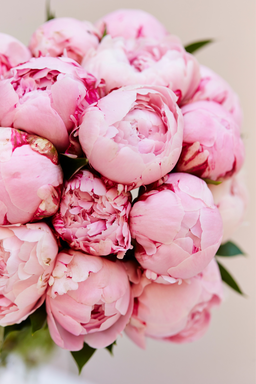 How to grow and care for peonies. Peony flowers