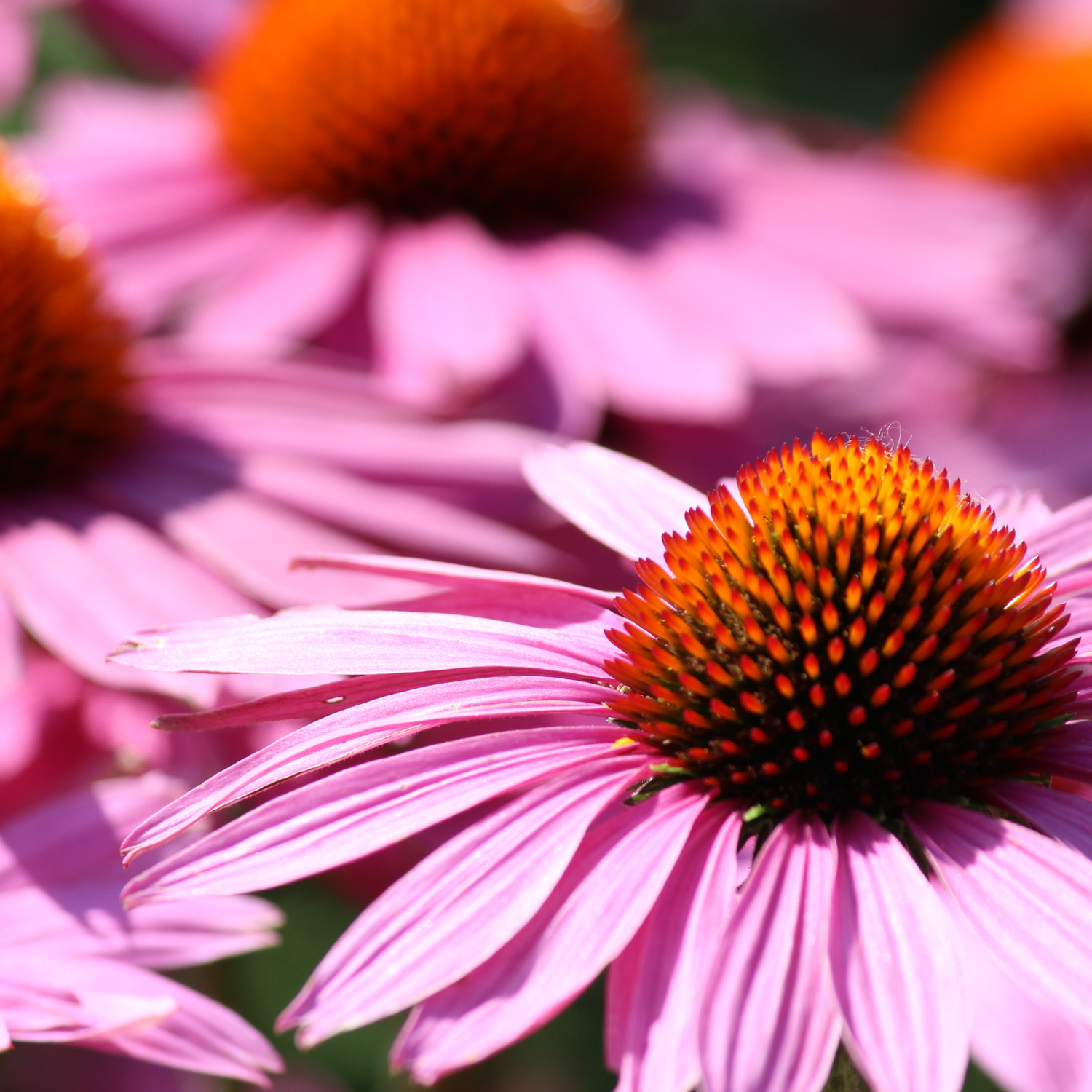 Grow Echinacea With These 3 Simple Tips