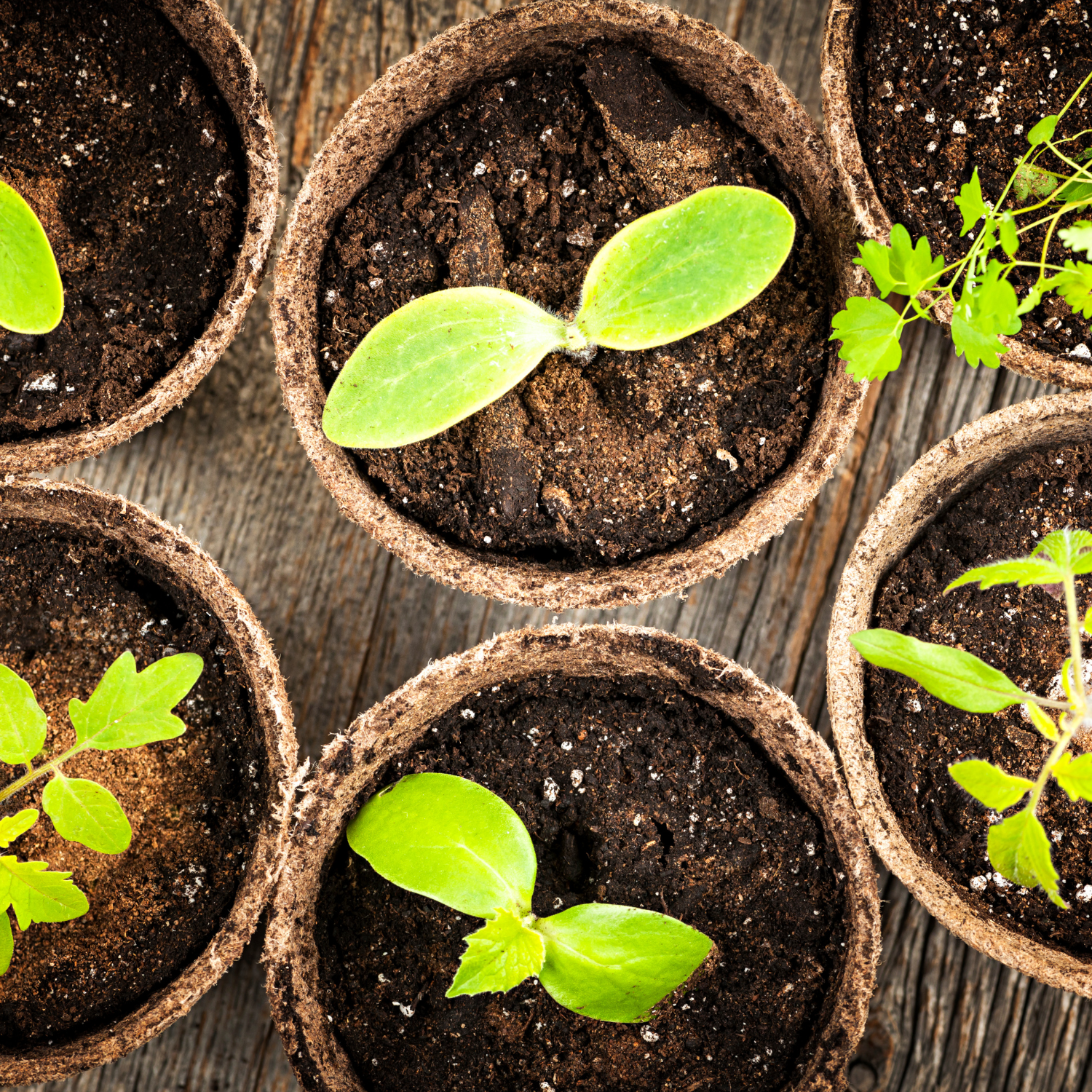 The Secrets of Starting Vegetable and Herb Seeds Indoors