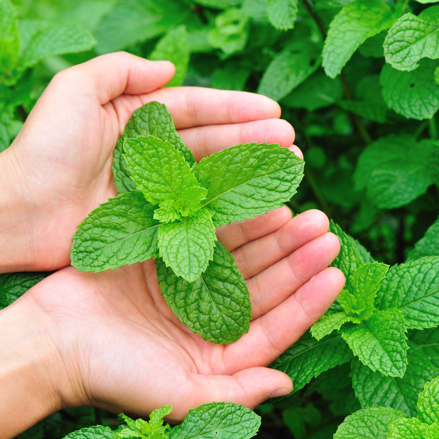 how to grow mint