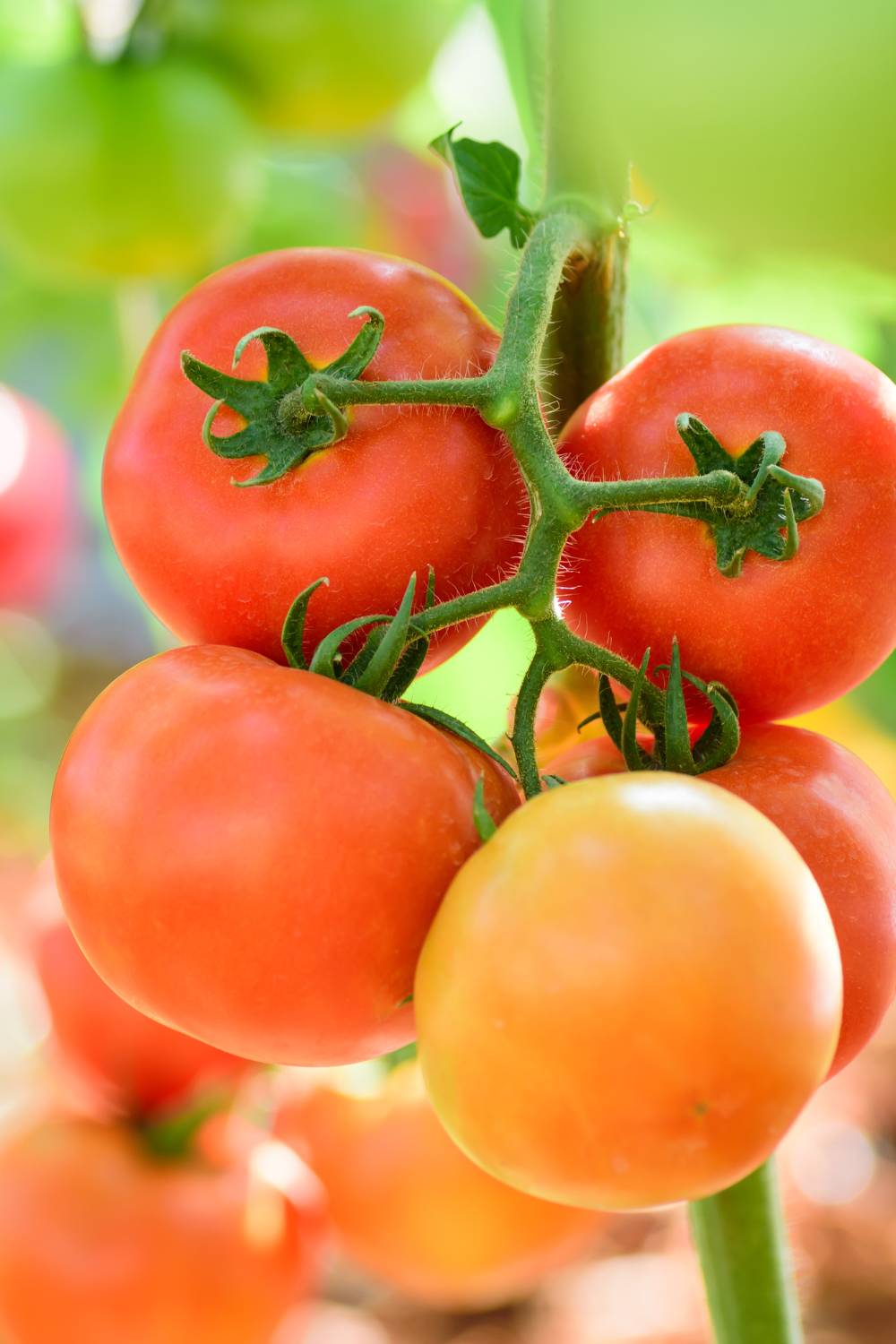 Tomato Plant