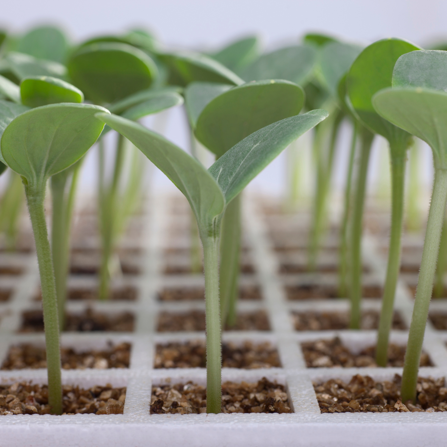 sprouting vegetable seeds. Indoor seed starting