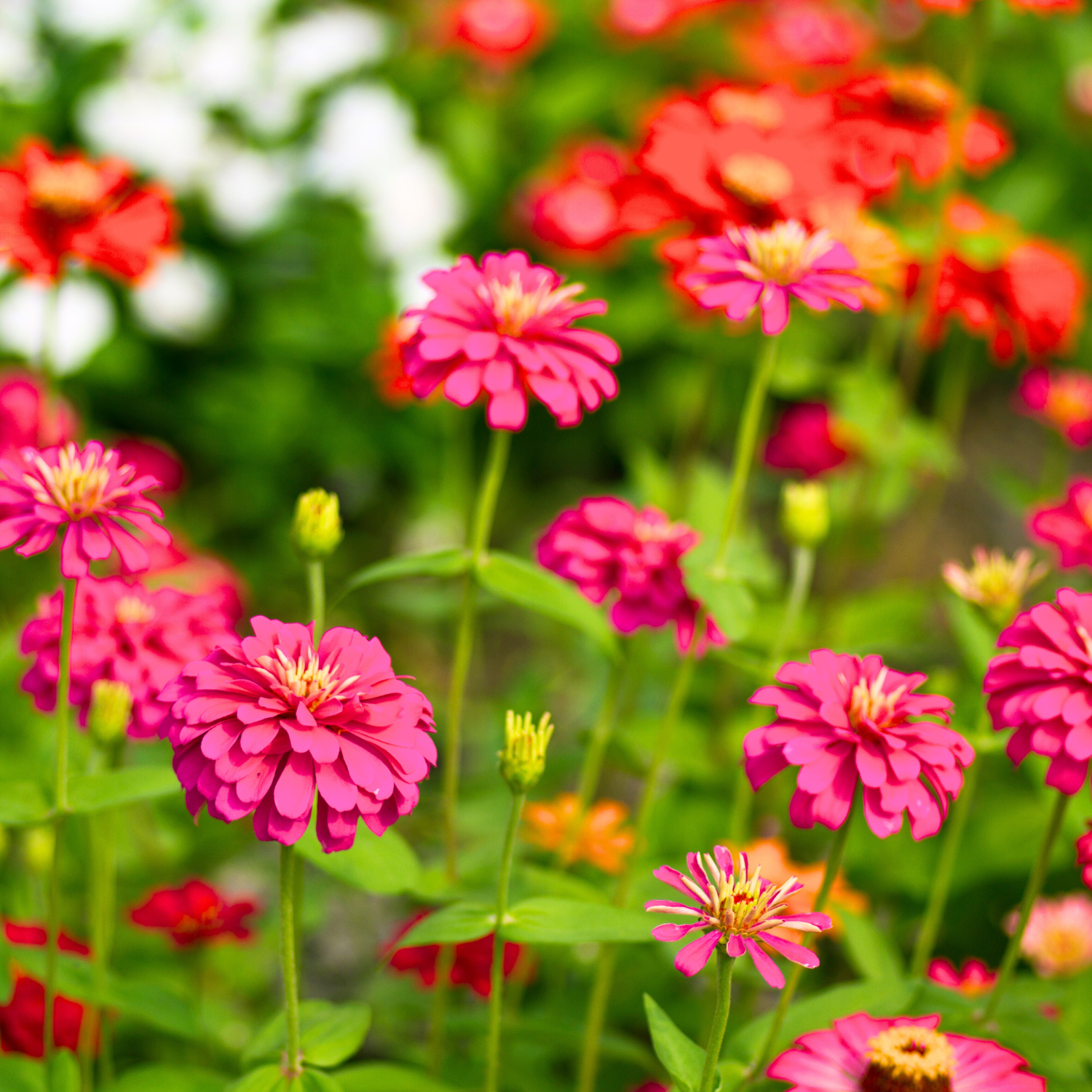 Zinnia flowers