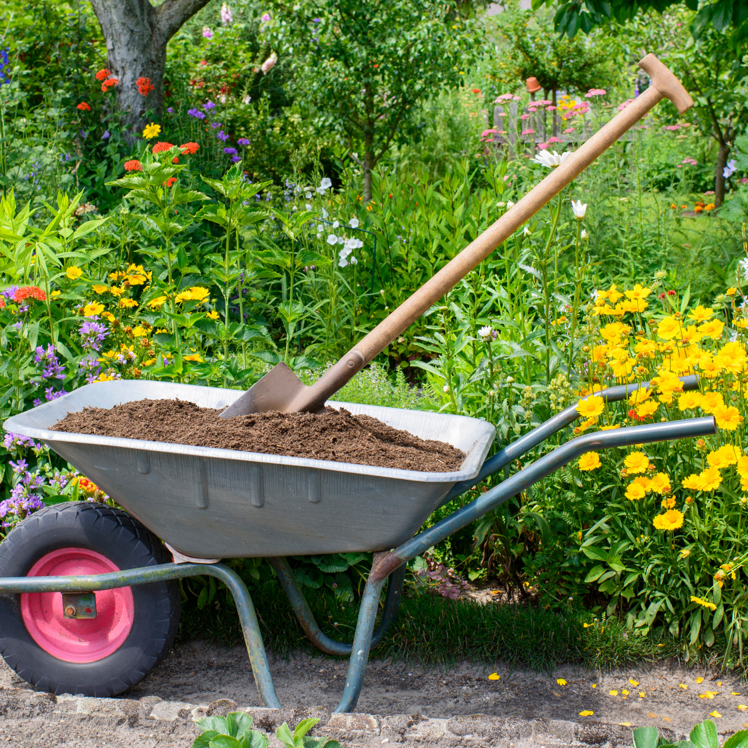 Gardening on a budget. Compost ready to be added to the garden