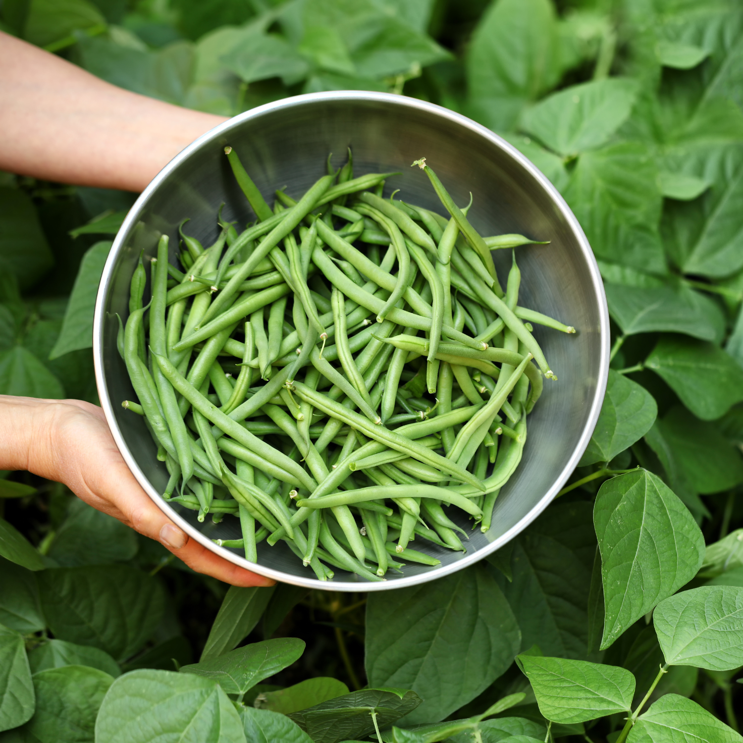 How to grow green beans. Bowl of green beans