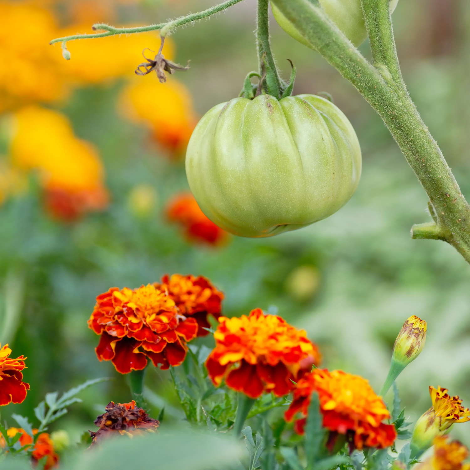 Benefits of Companion Planting in Your Vegetable Garden