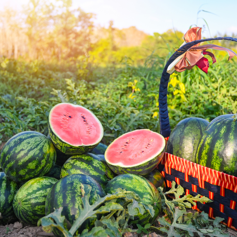 How to Grow Watermelons in Your Backyard