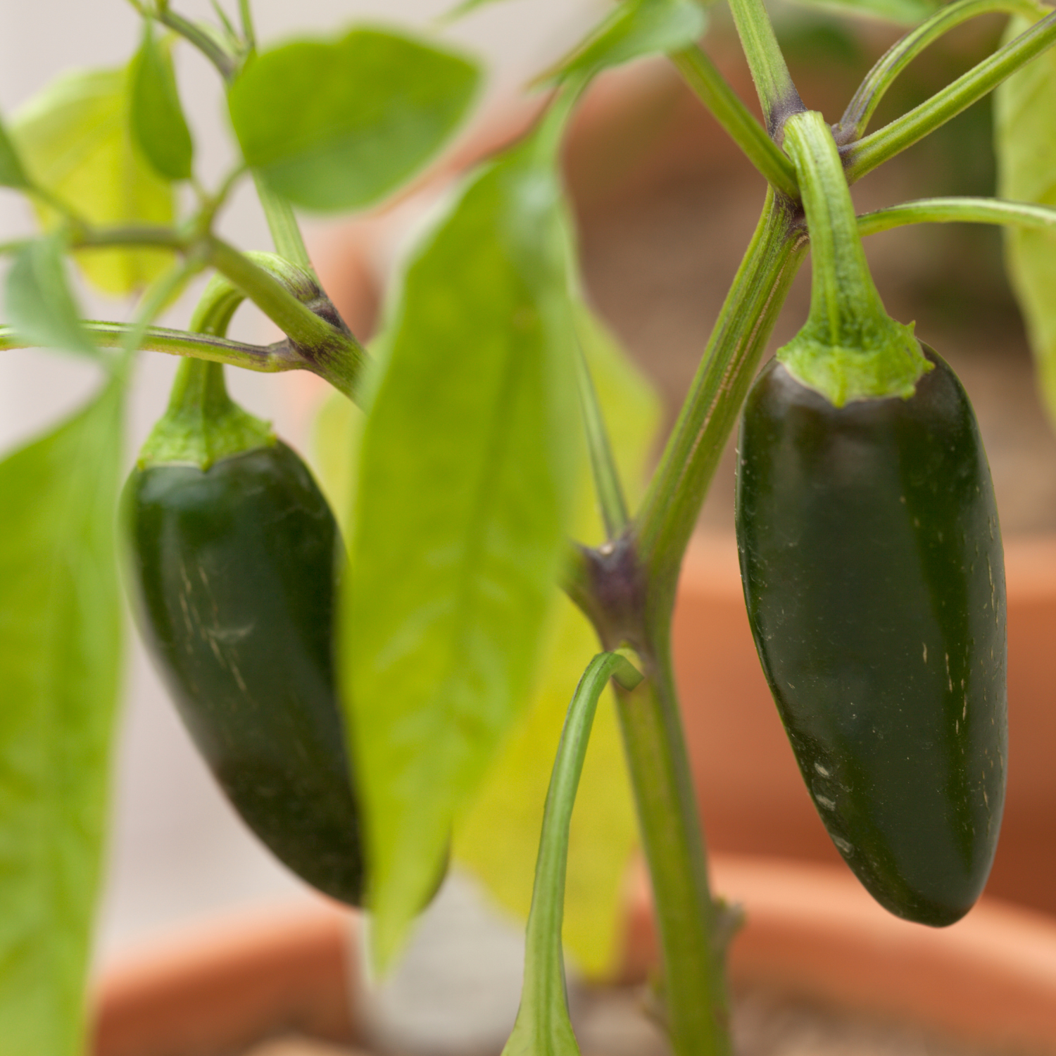 Unleash Your Green Thumb: How to Grow Jalapeno Peppers