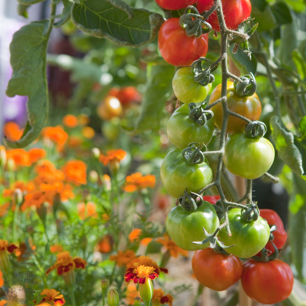 Tomato Companion plants. Tomato plant with flowers