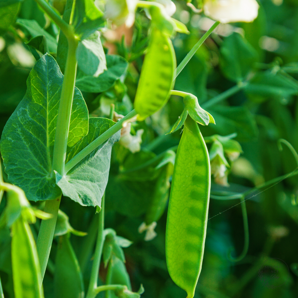 How to Grow Sugar Snap Peas in Your Garden