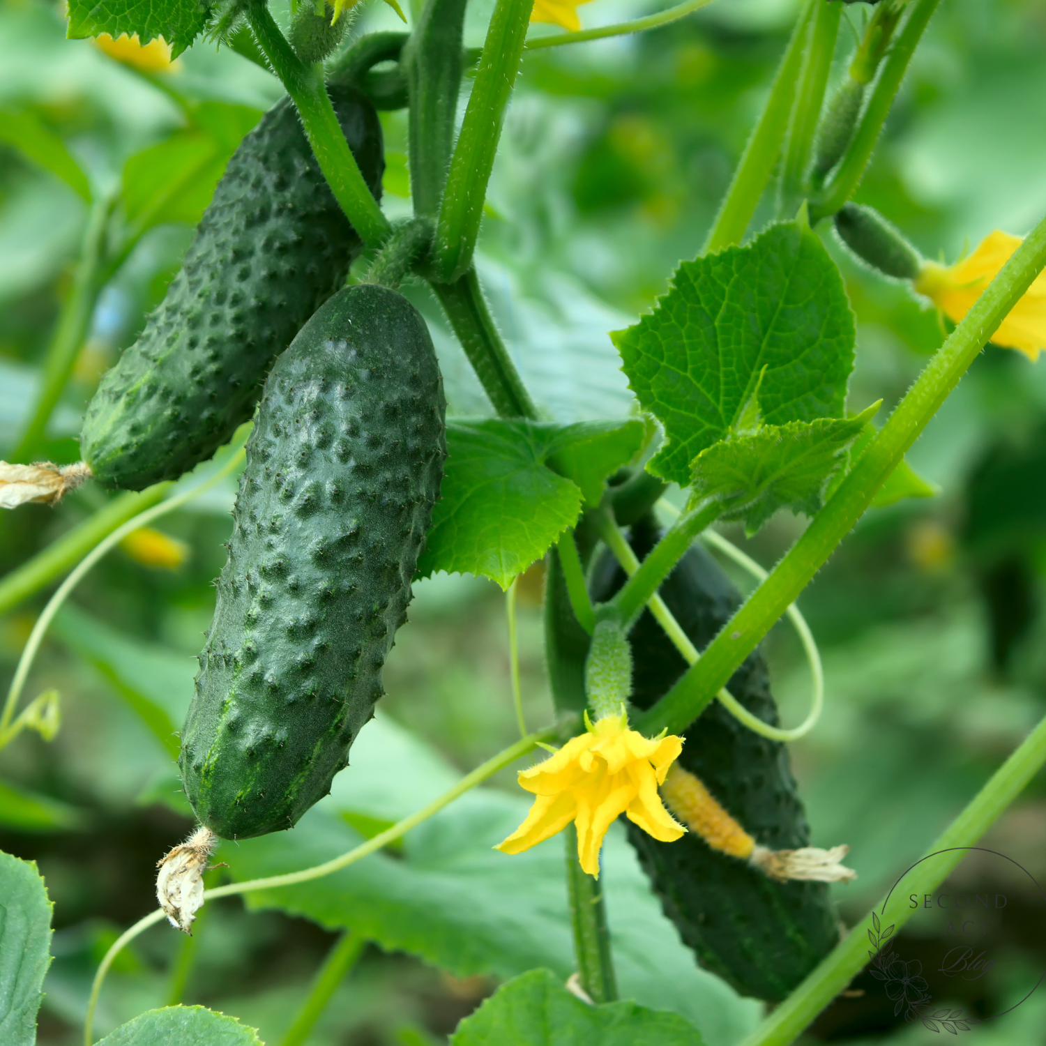 Complete Guide on How To Grow Cucumbers