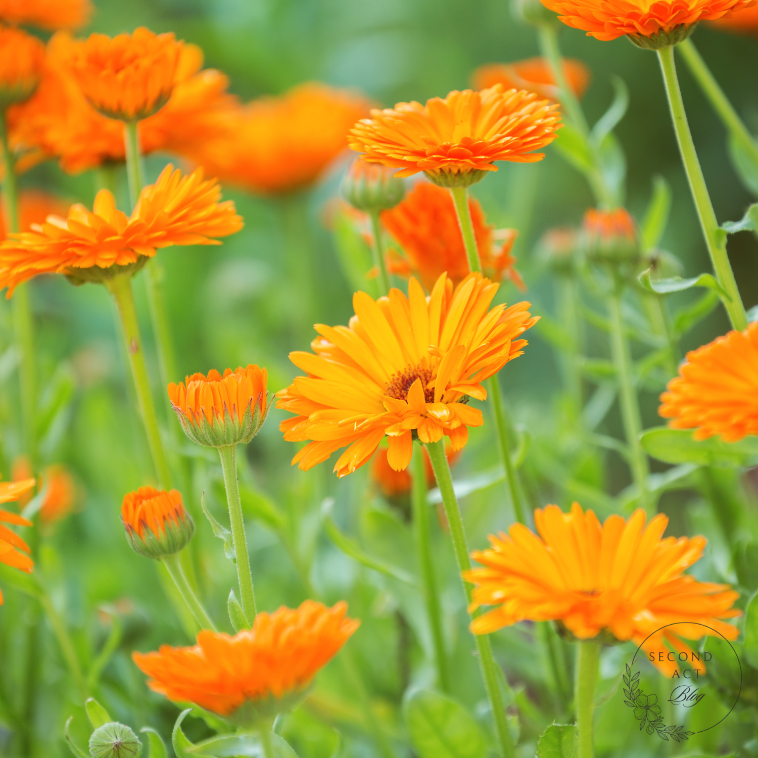 Growing Calendula flowers