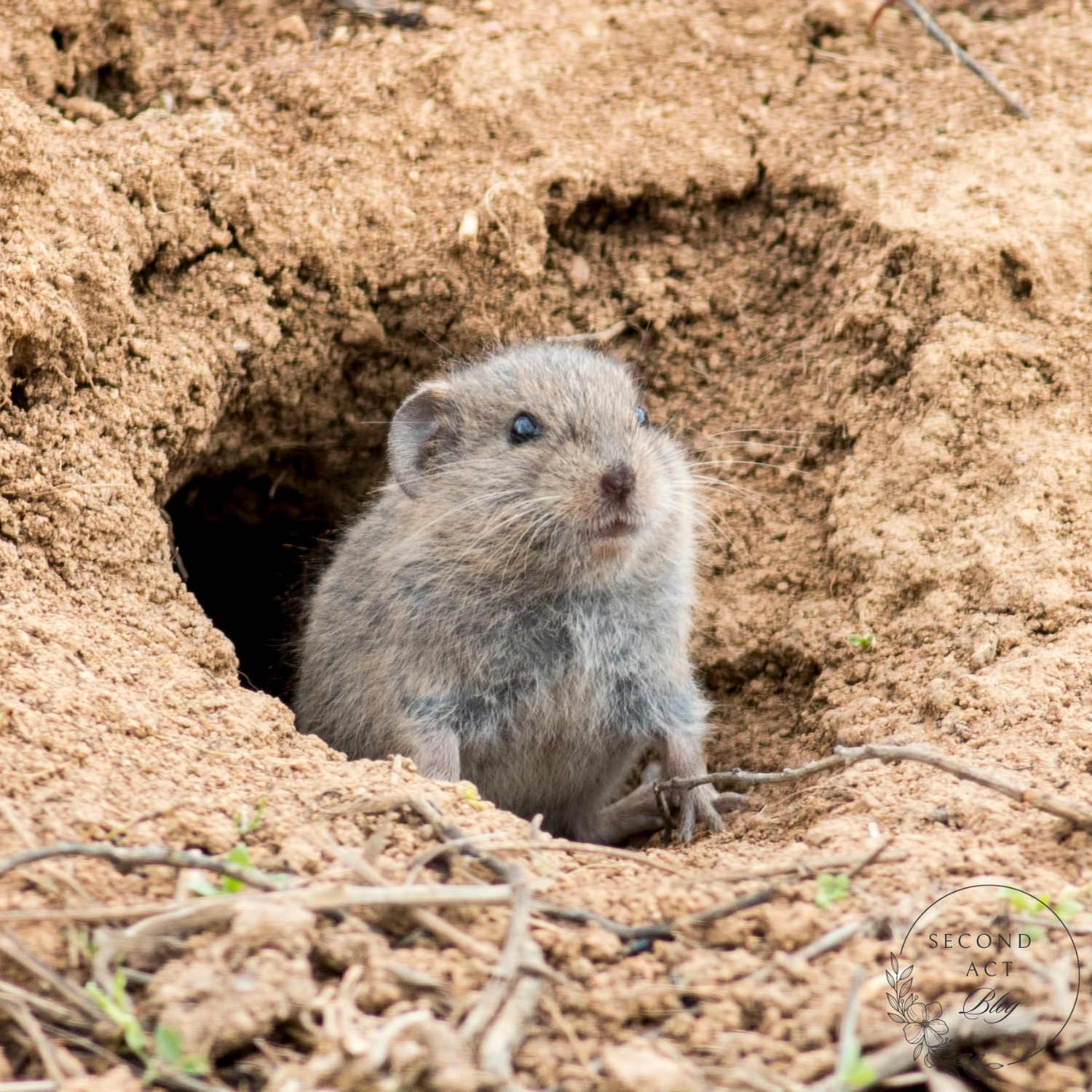 How to Get Rid of Voles