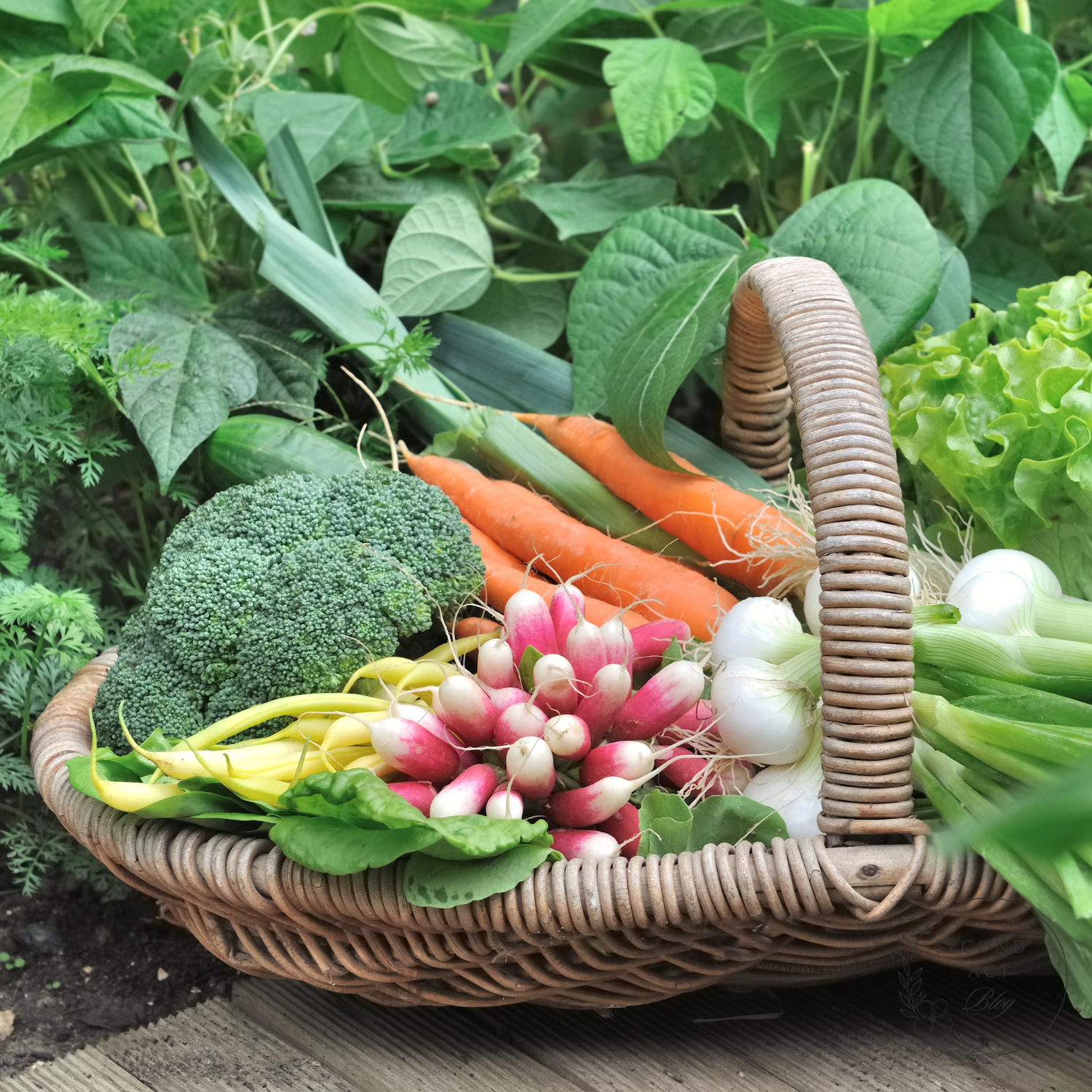 Fall Gardening Basket of Fall Vegetables