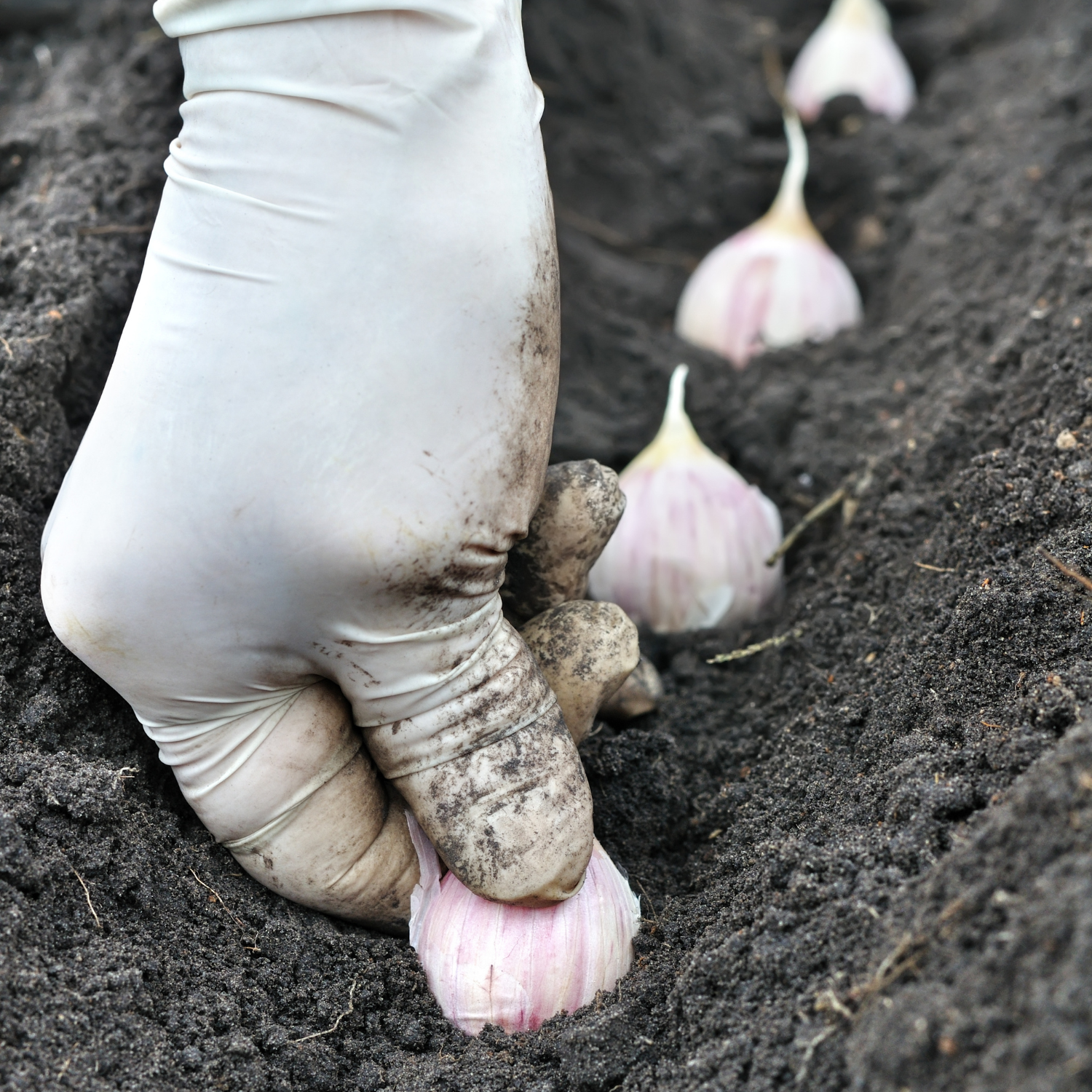 Fall gardening, planting garlic bulbs