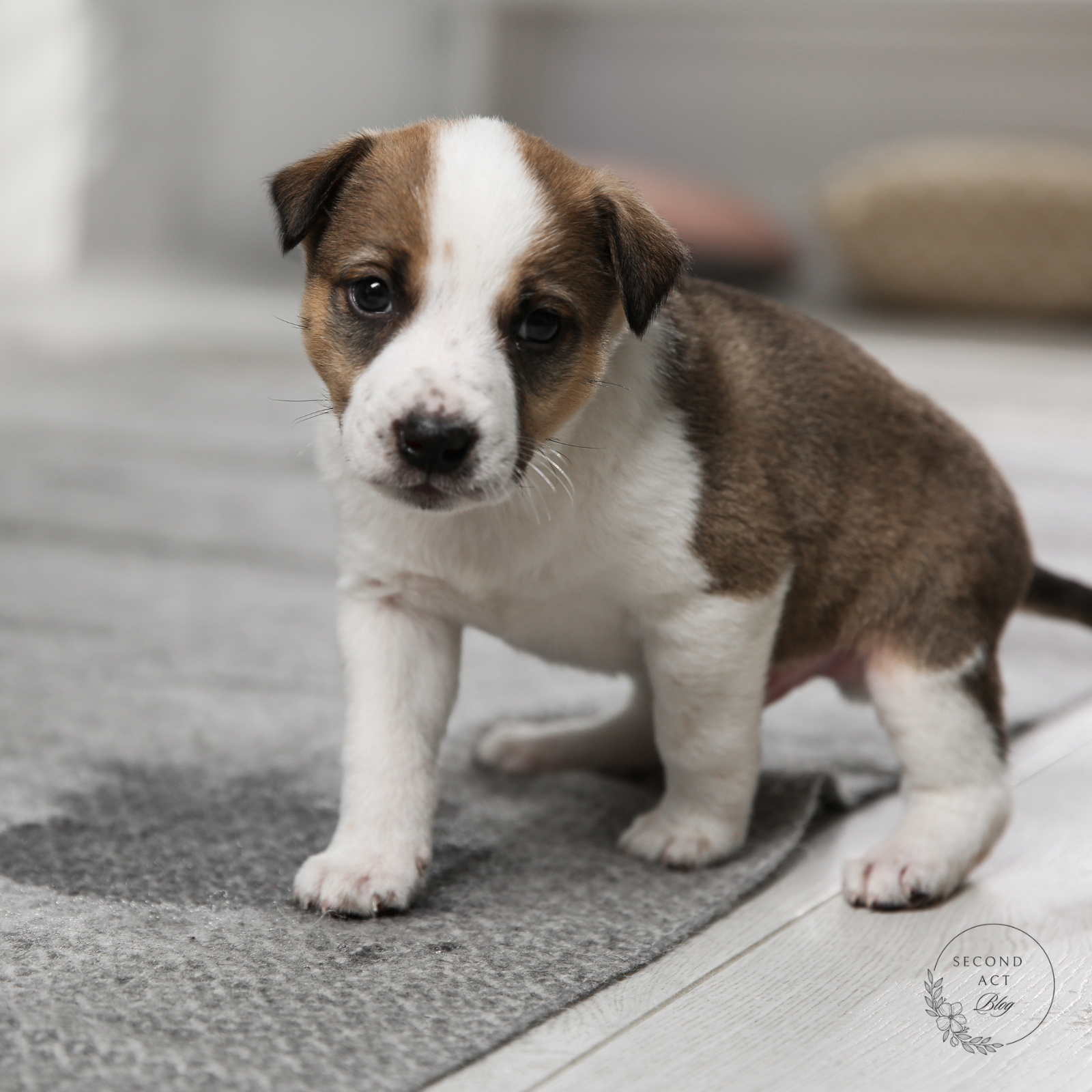 How to eliminate animal urine odor from your carpet. Dog peeing on rug.